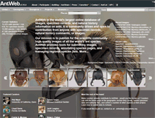 Tablet Screenshot of antweb.org